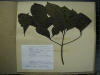 Herbarium sample